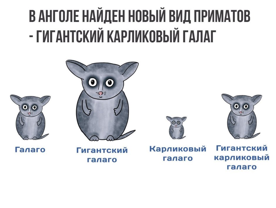 CMWYVERN игрушки