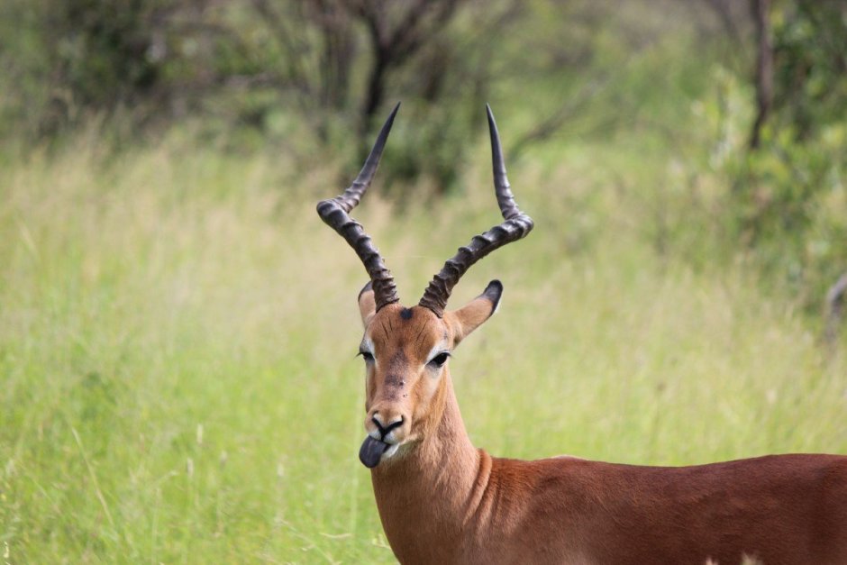 Сайгак Saiga tatarica