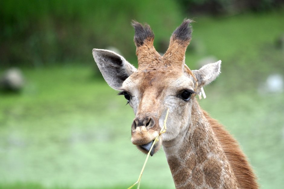 Herbivore Carnivore