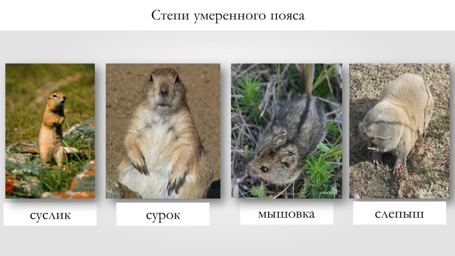 Много кроликов