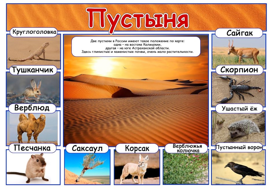 Парнокопытные 2) непарнокопытные