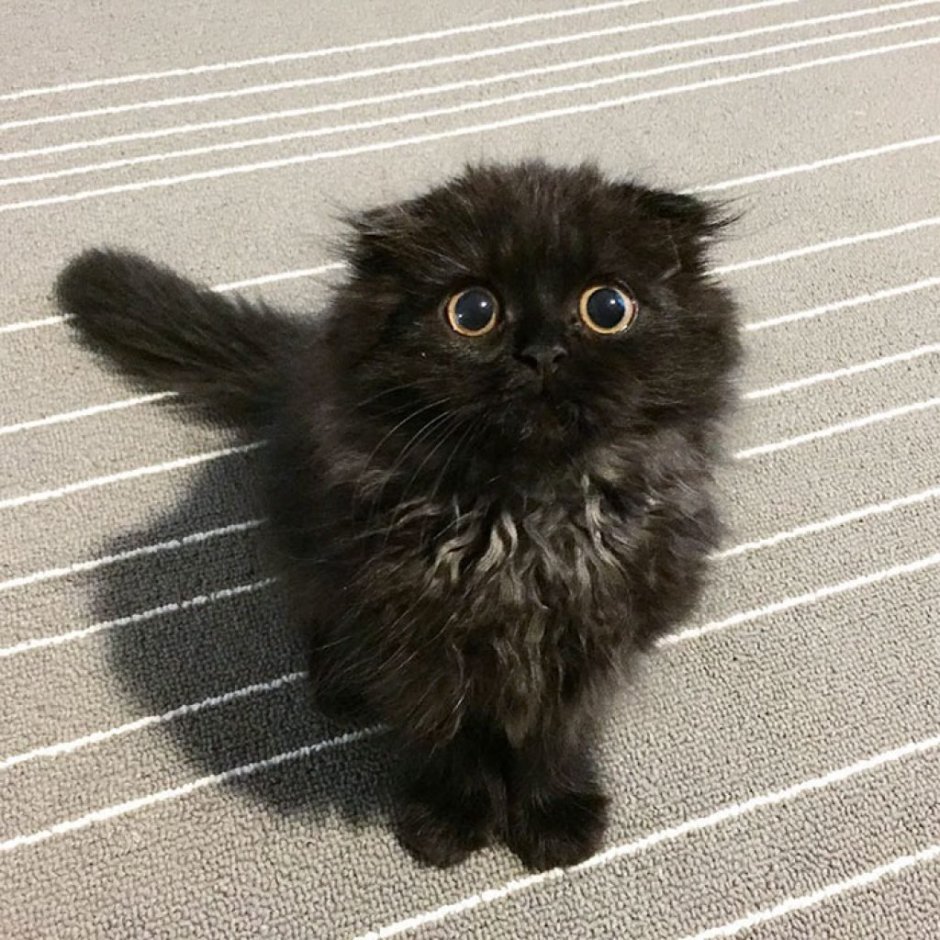 Кудрявый черный кот