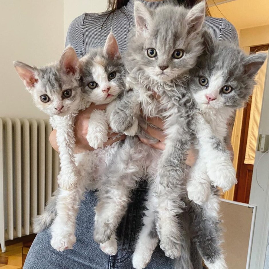 Волнистый котенок