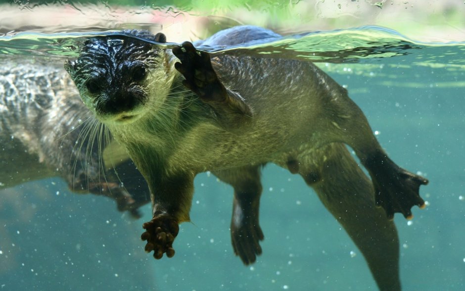Калан морская выдра под водой