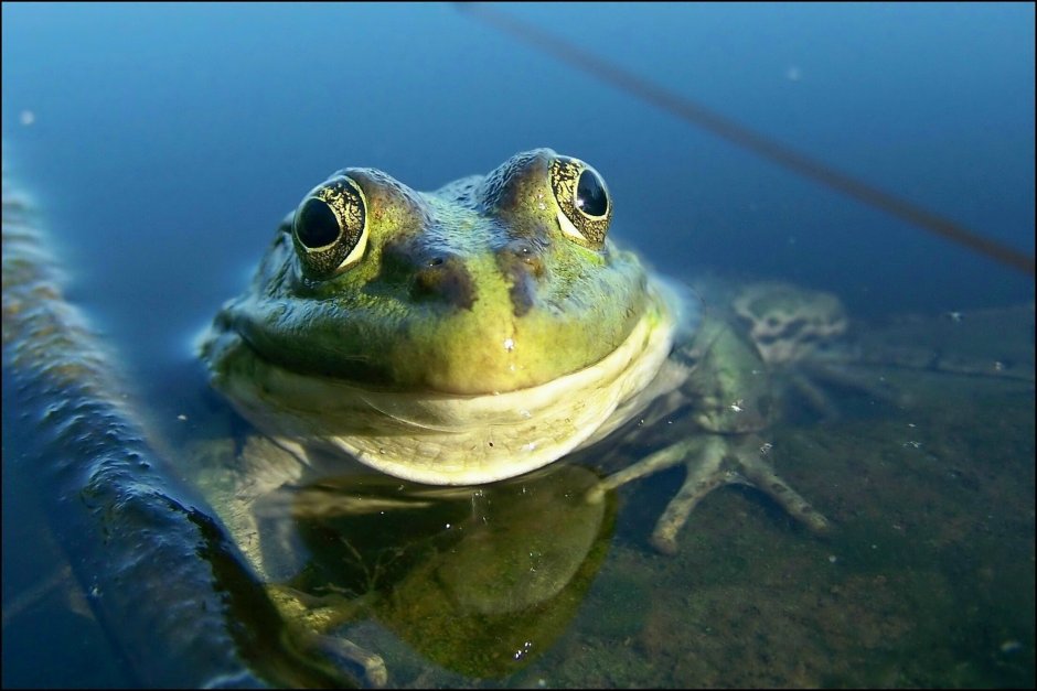 Морская жаба