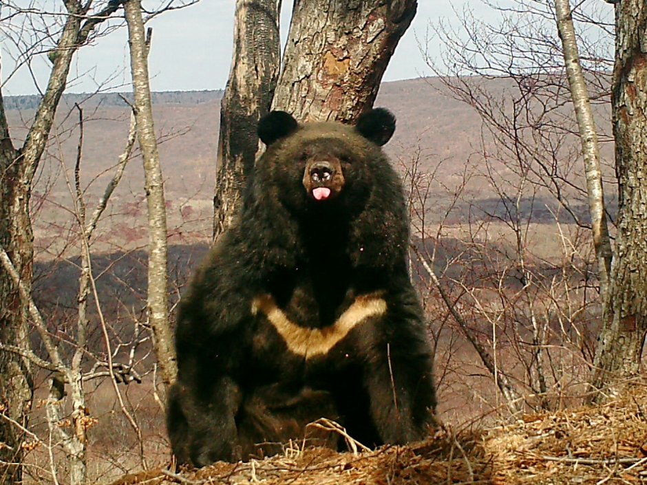 Уссурийская Тайга Гималайский медведь