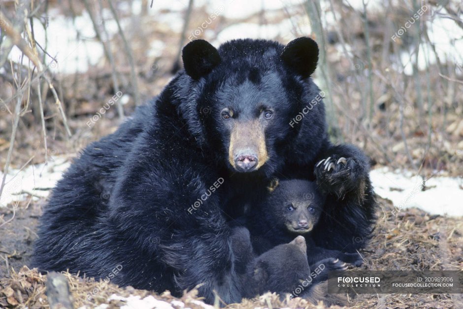 Newborn Black Bear Cubs