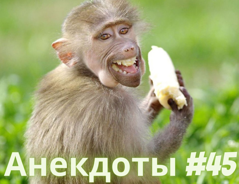 Смешная морда