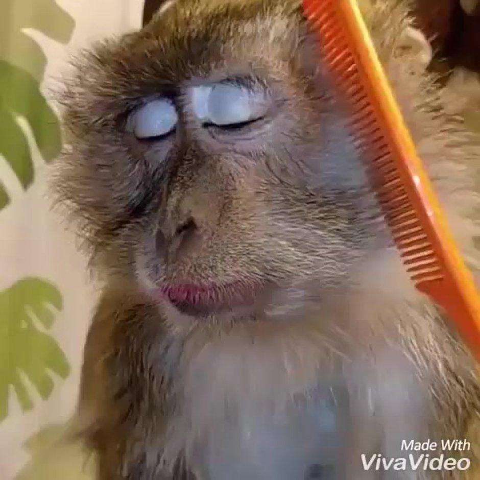 Обезьяну расчесывают