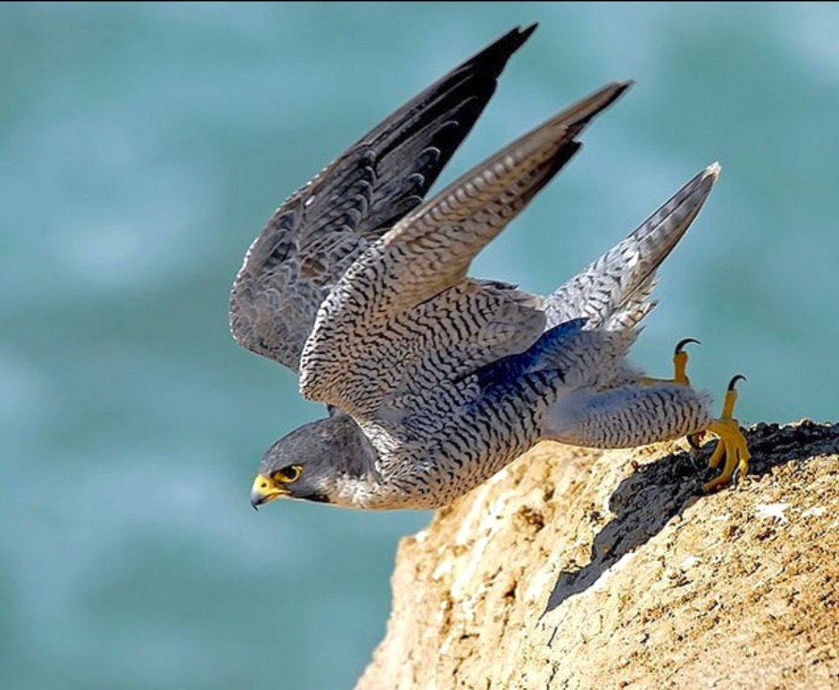 Singular Peregrine