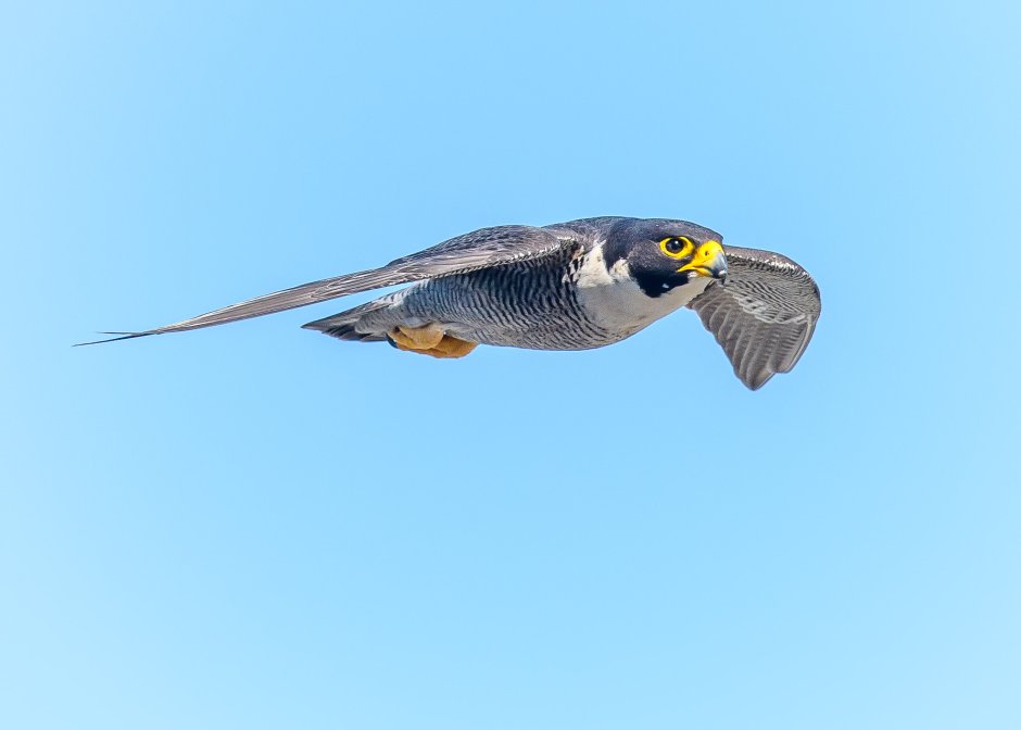 Falcon illustration drawing