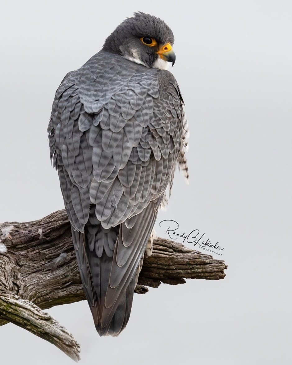 Falcon catching a Fish