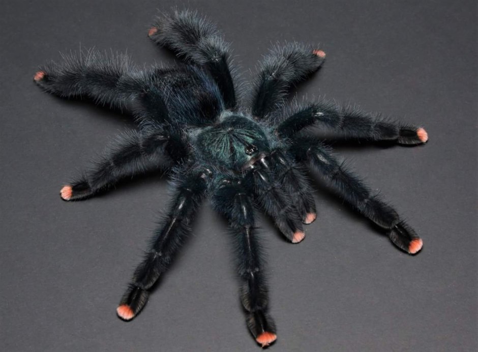 Авикулярия герольди (Avicularia Geroldi)