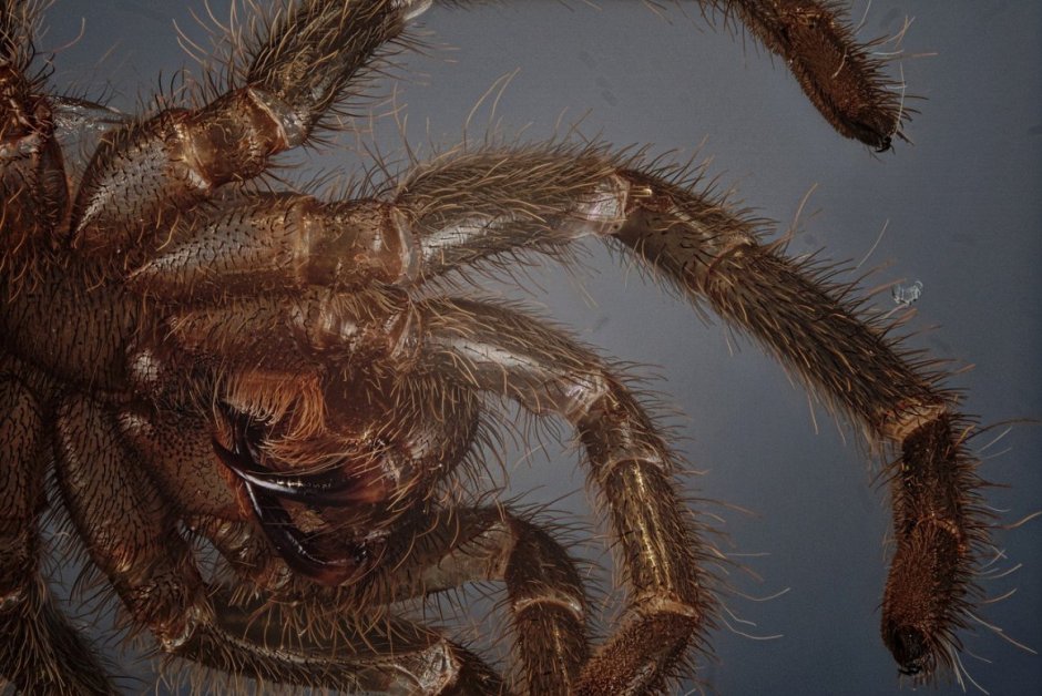 Лапы тарантула