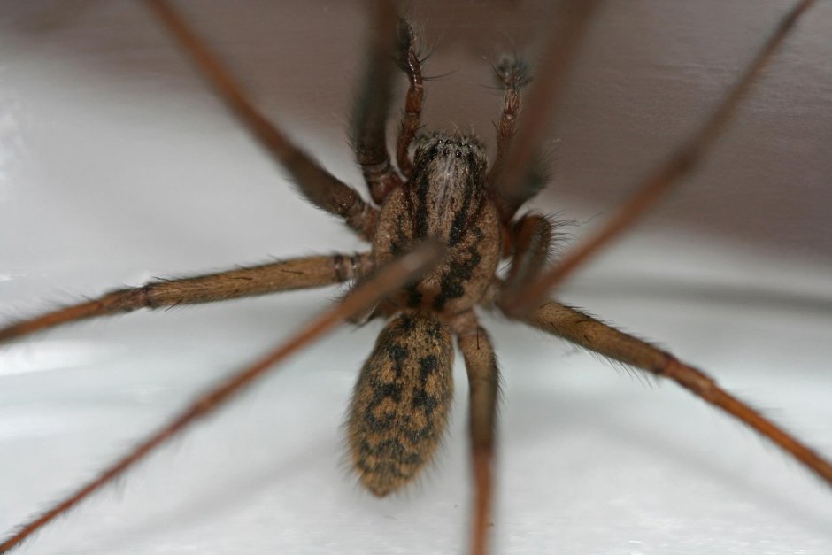 Паук giant House Spider. Tegenaria gigantea