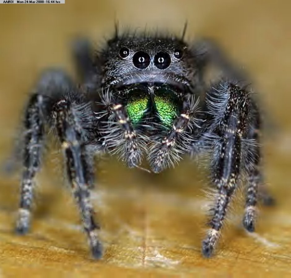 Волосатый паук