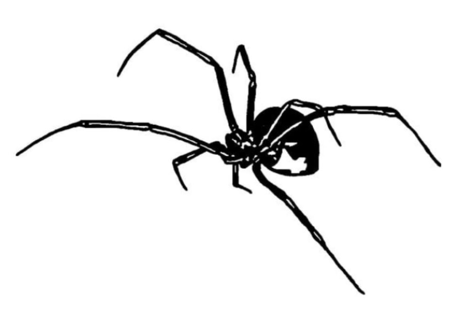 Эскизы пауков