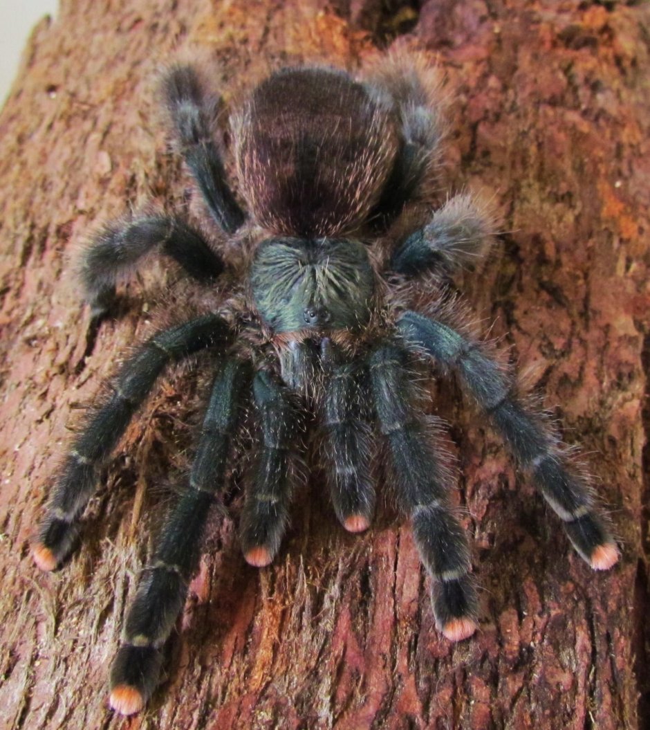 Мохнатый паук Тарантул чёрный