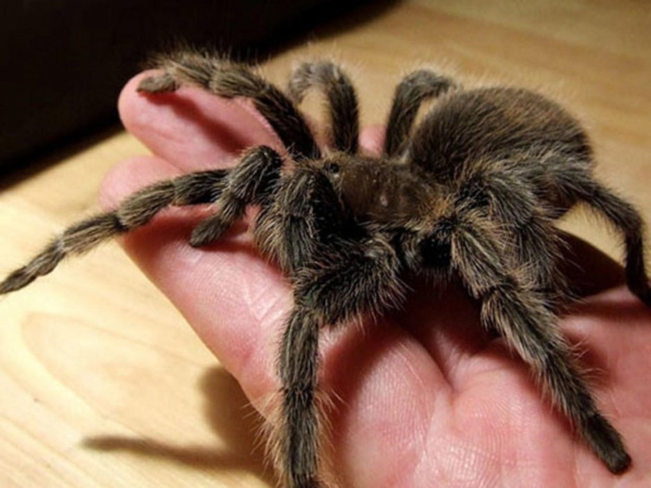 Паук птицеед домашний пушистый
