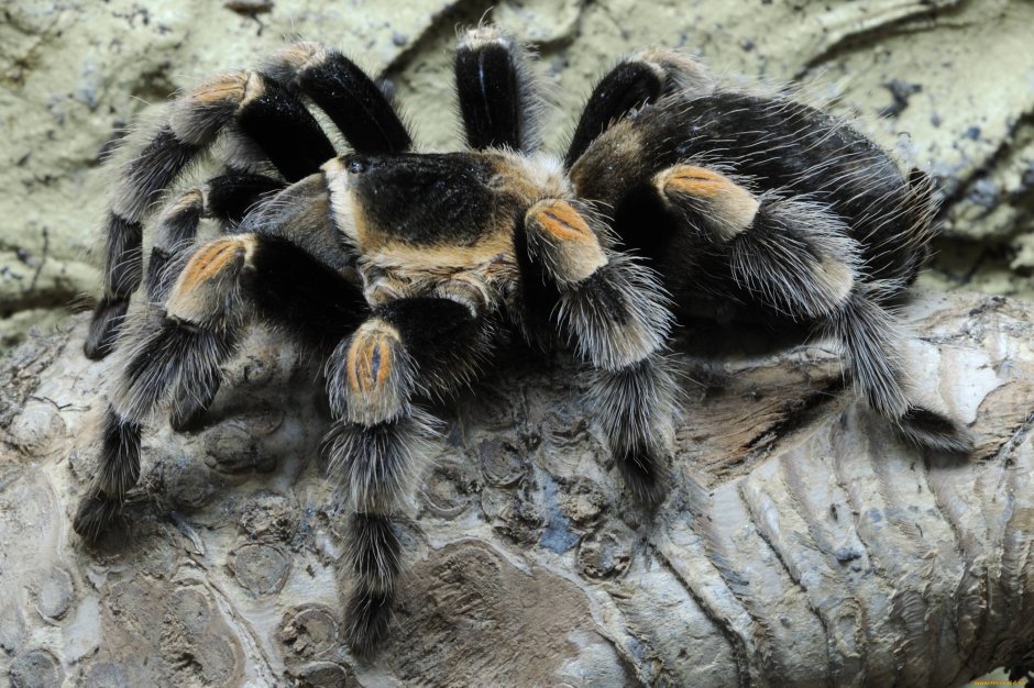 Паук мохнатый большой Тарантул