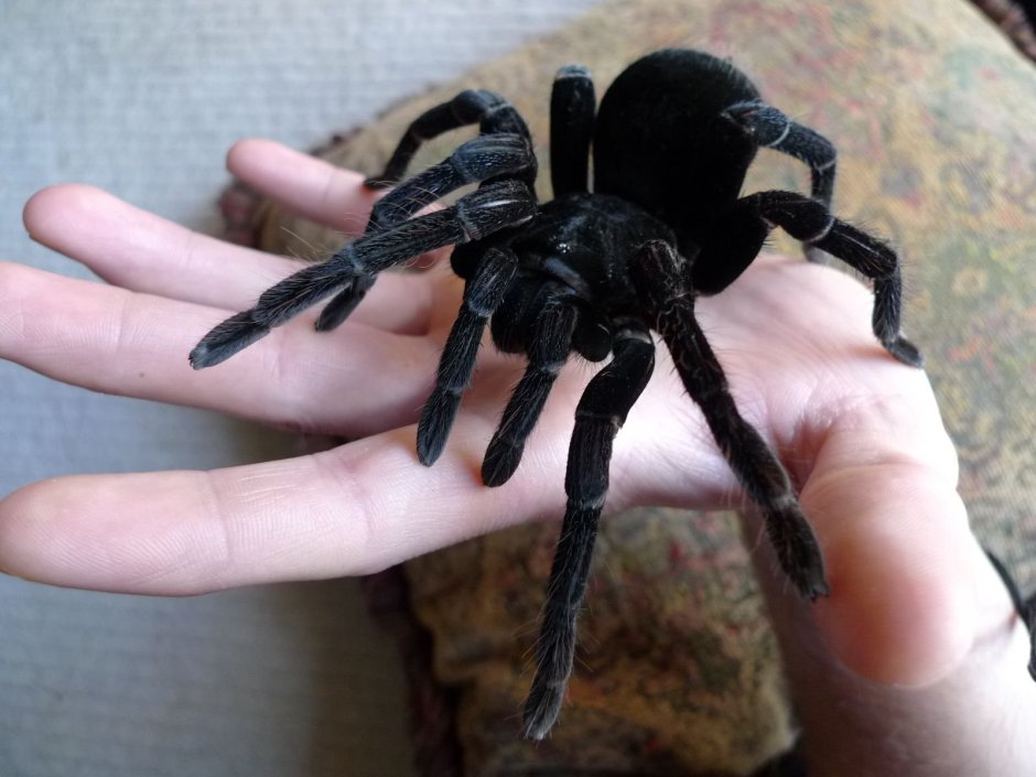 Паук Тарантул черный