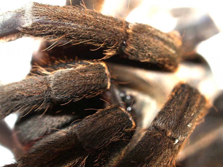 Сообщение о Тарантуле