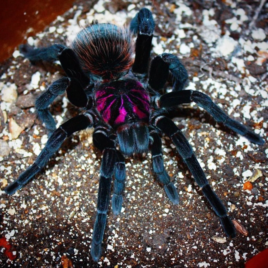 Колумбийский фиолетовый паук-птицеед