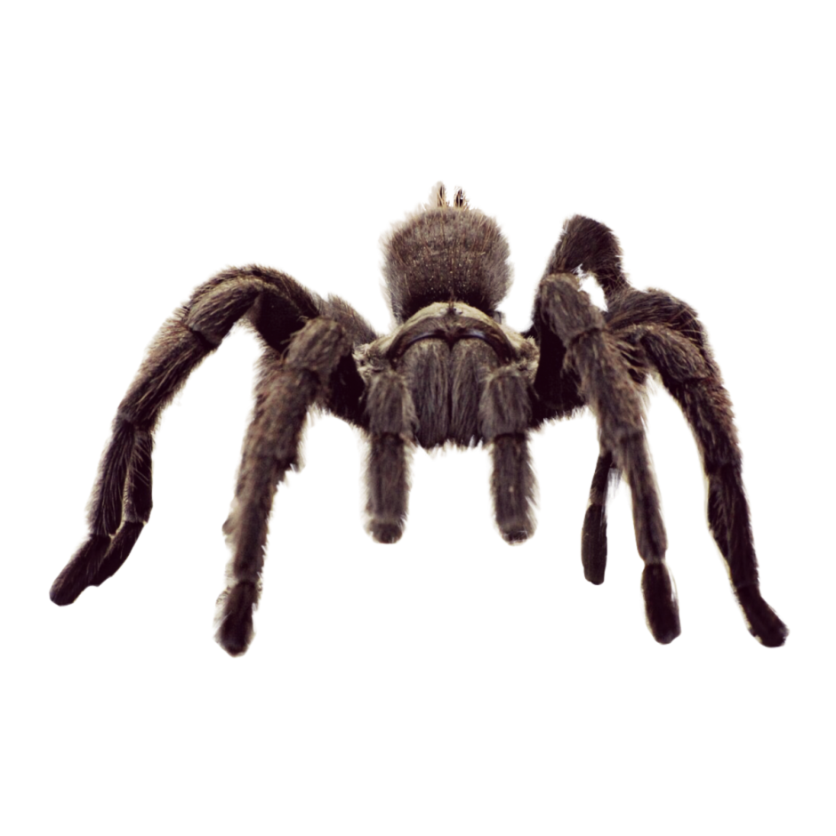 Паук Тарантул на белом фоне