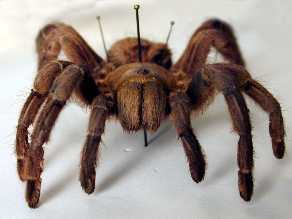 Птицеед альбинос