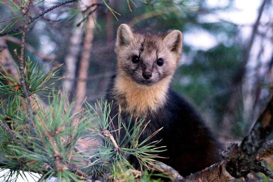 Косуля в Чувашии