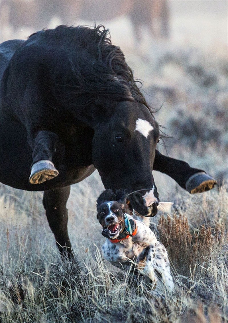 Кони на водопое