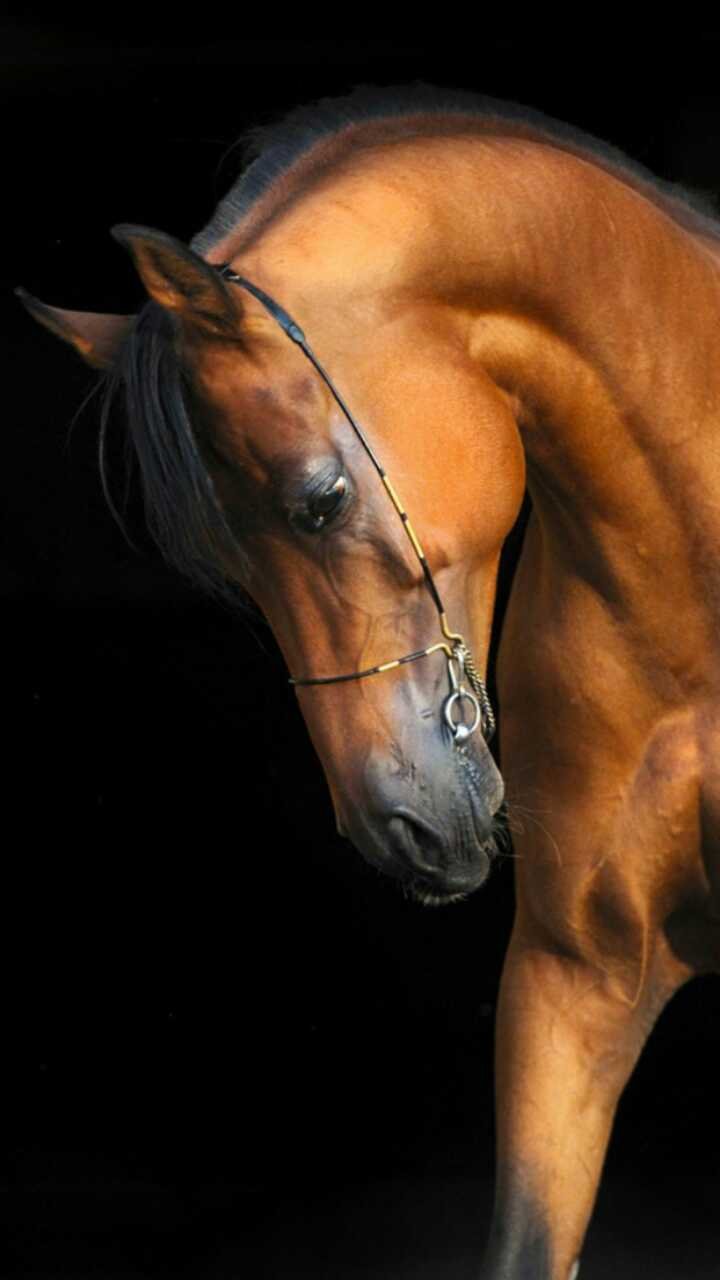 Вороной Мустанг иноходец