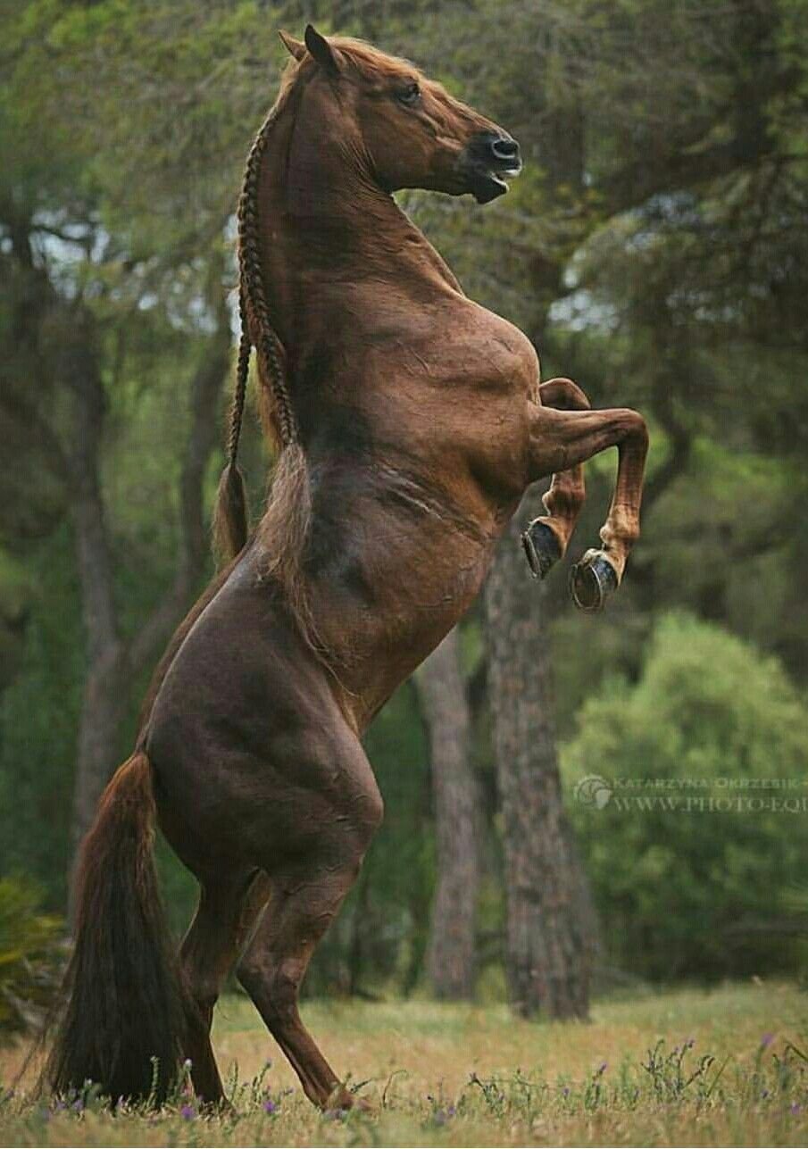 Одомашненная лошадь