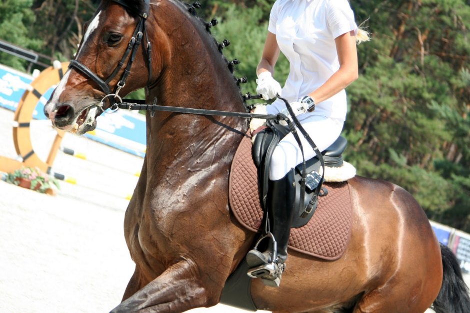 Конь наклонил голову