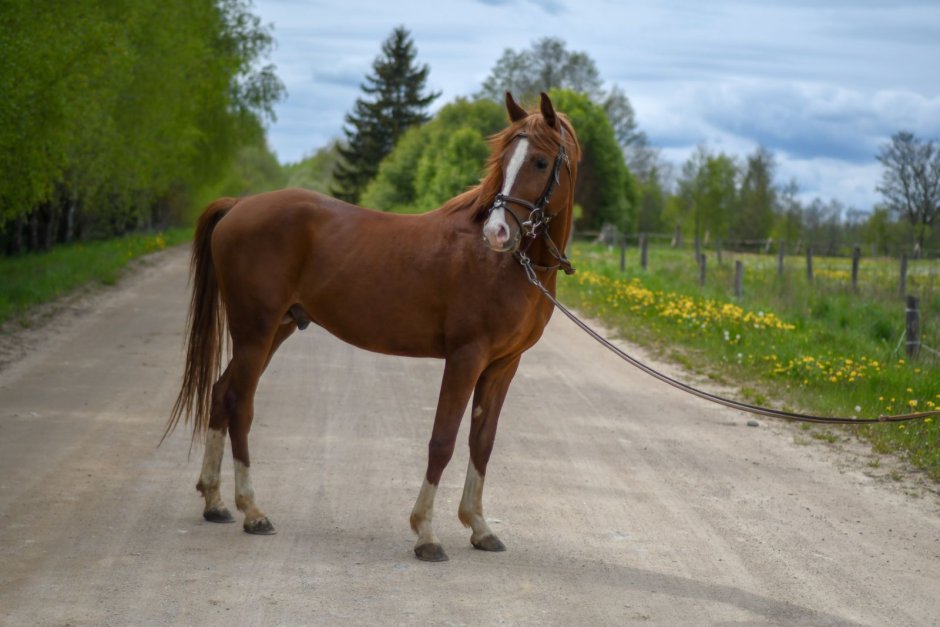 Лошадь пони класса