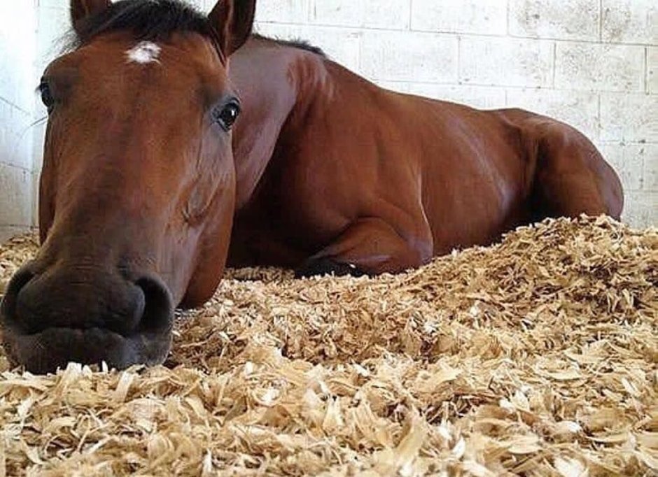 Картинки красивый сильный конь