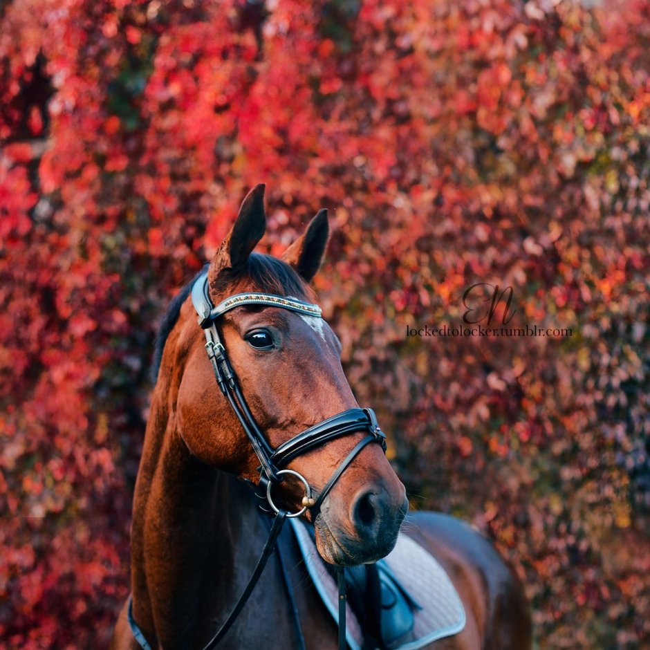 Женщина верхом на понибой