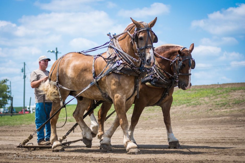 Человек на лошади