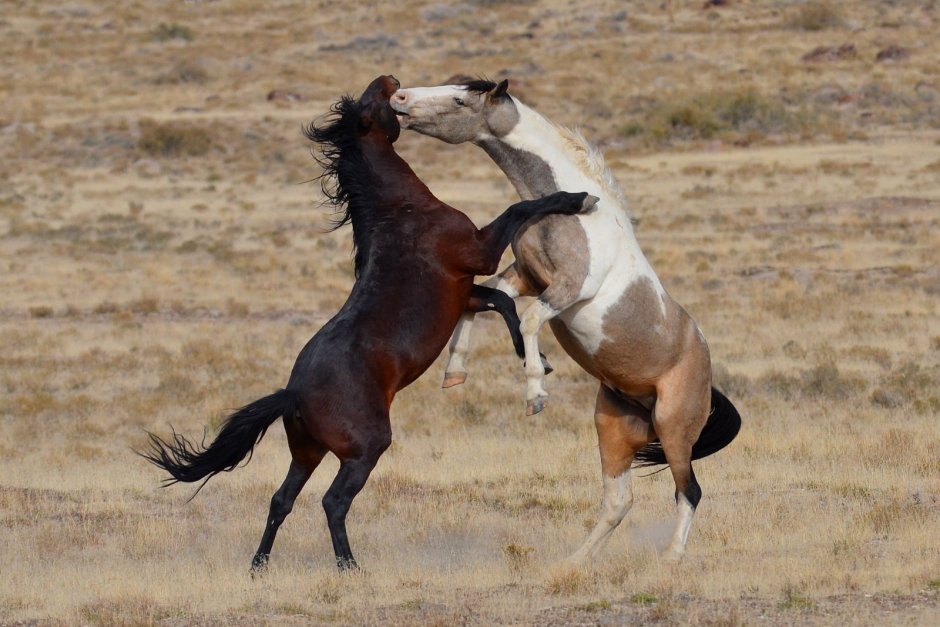Поговорка лошадь сдохла-слезь