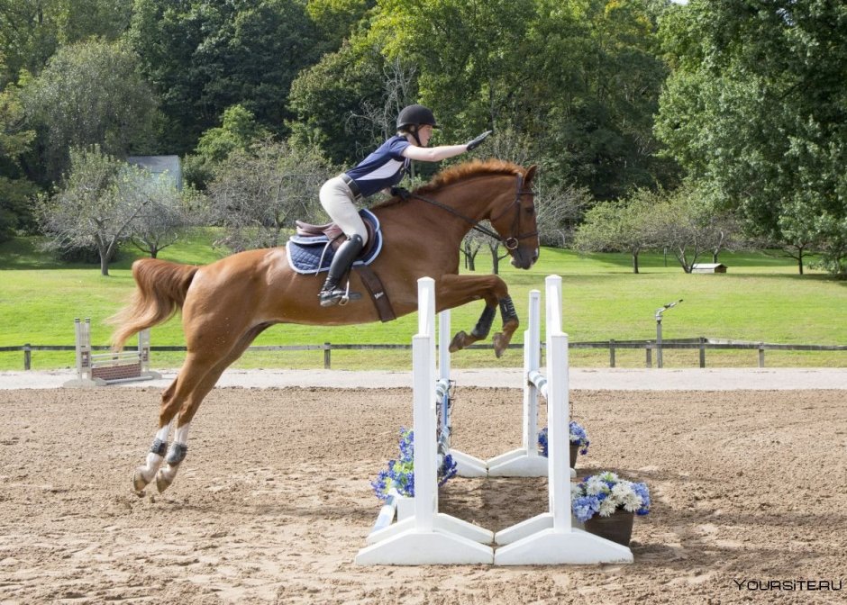 Эстетичные лошади