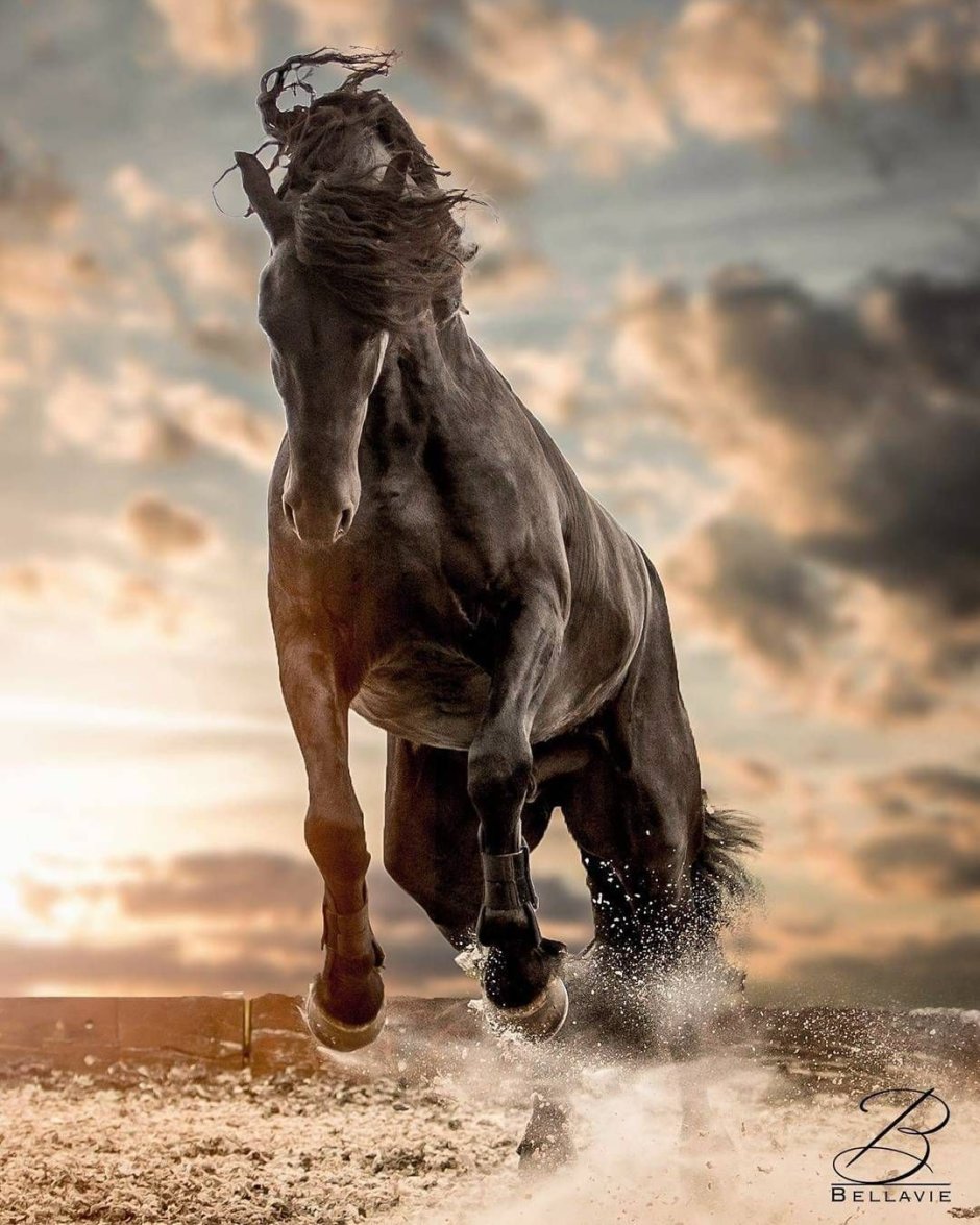 Цитаты про лошадей