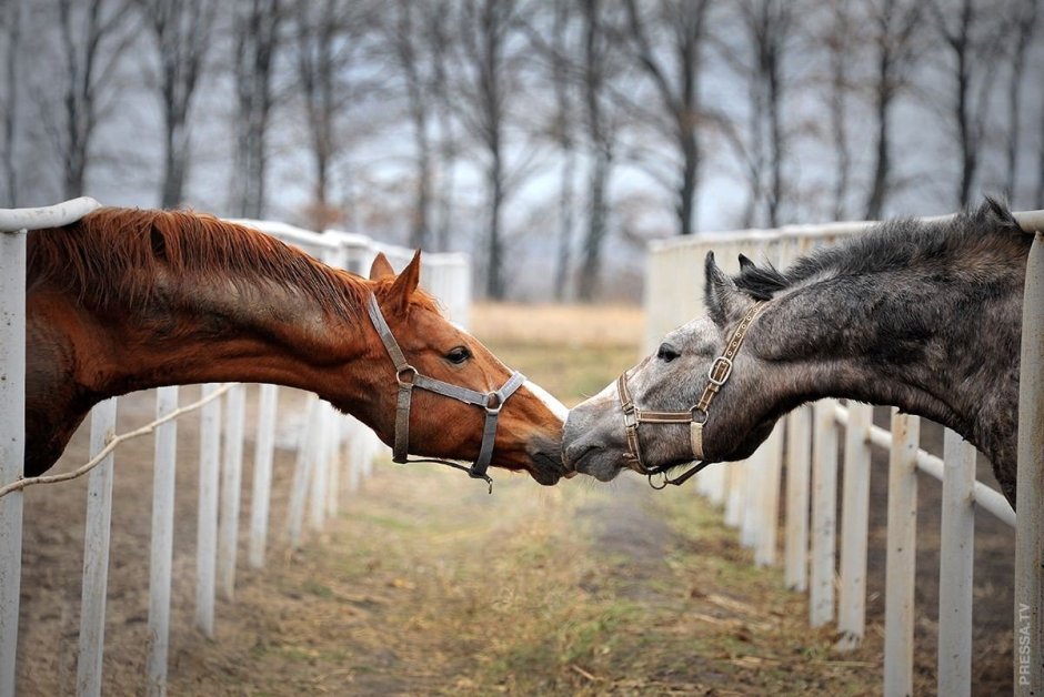 Накаченная лошадь