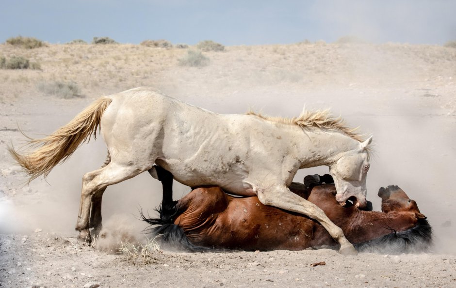 Вороные лошади в воде