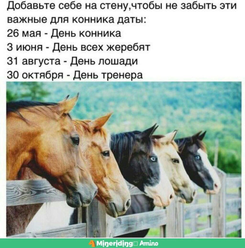 Мустанги лошади в дикой природе