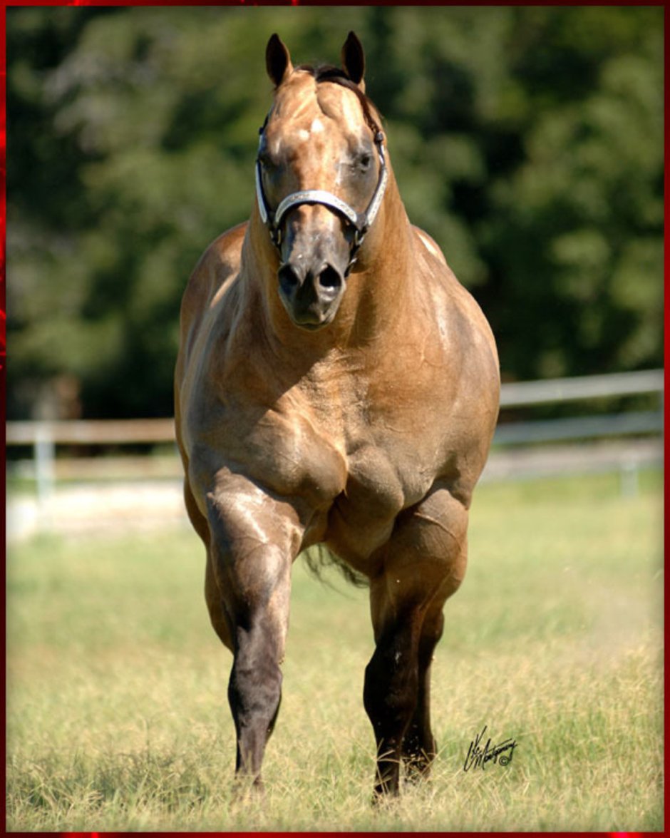 Девушка галопом на коне