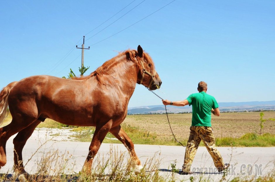 Бежевый сильный конь