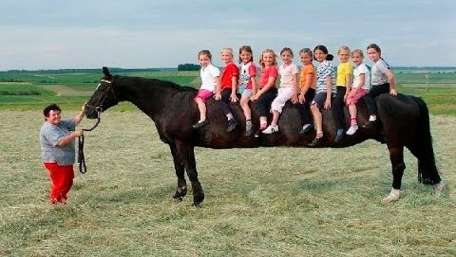 Конная гимнастика конкур