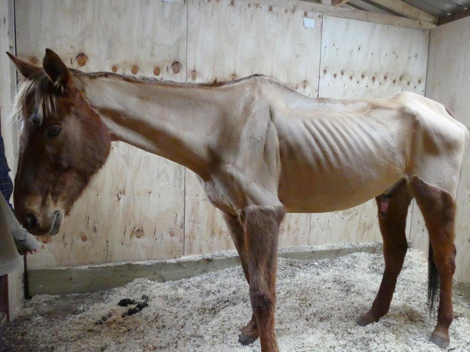 Морган лошадь