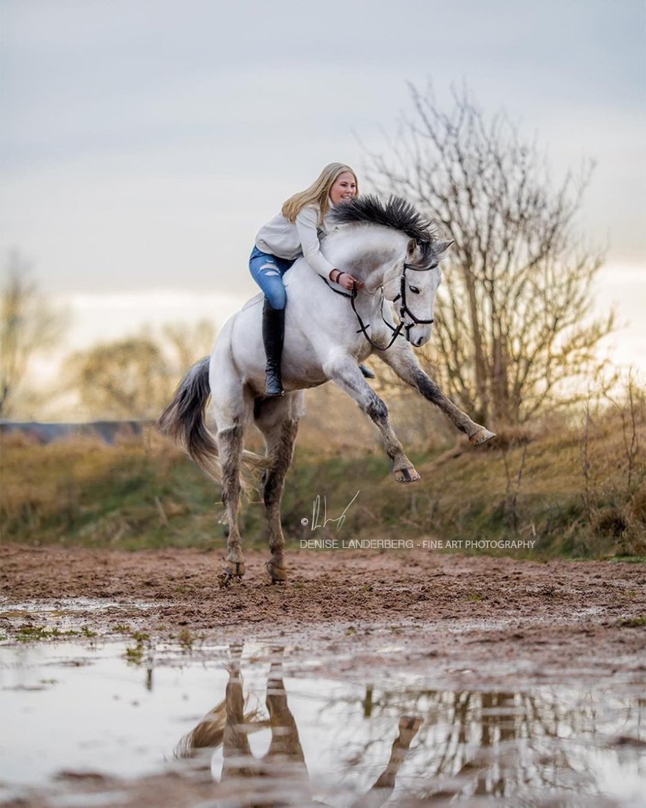 Лошадь задом