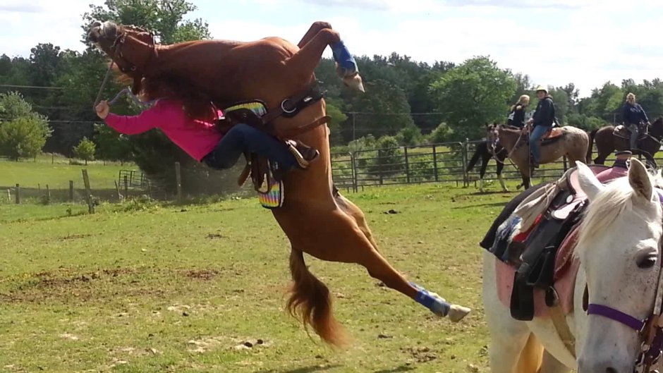 Видеоролики лошадей